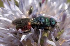 Hedychrum gerstaeckeri