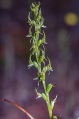 Prasophyllum gracile