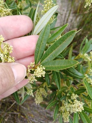 Searsia angustifolia
