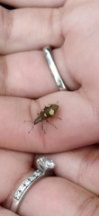 Mimographus