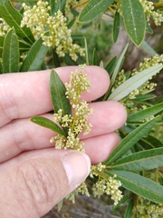 Searsia angustifolia