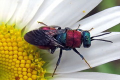 Hedychrum nobile