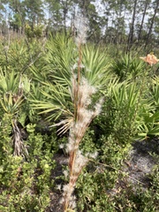 Andropogon floridanus image