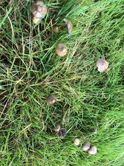 Psilocybe semilanceata