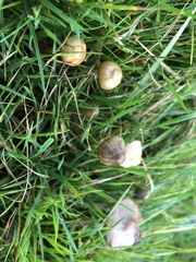 Psilocybe semilanceata