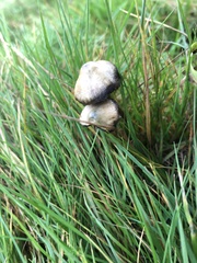 Psilocybe semilanceata