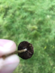 Psilocybe semilanceata