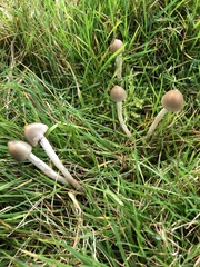 Psilocybe semilanceata