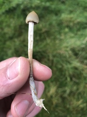 Psilocybe semilanceata