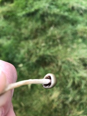 Psilocybe semilanceata