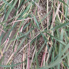 Dichanthium annulatum