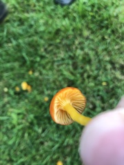 Hygrocybe insipida