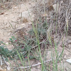 Dichanthium annulatum