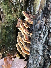 Mensularia