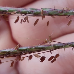 Dichanthium annulatum