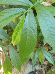 Elatostema reticulatum