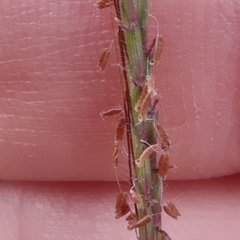Dichanthium annulatum