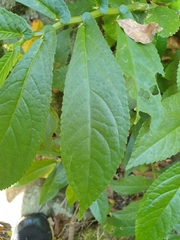 Elatostema reticulatum