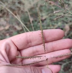 Dichanthium annulatum
