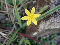 Hypoxis filiformis