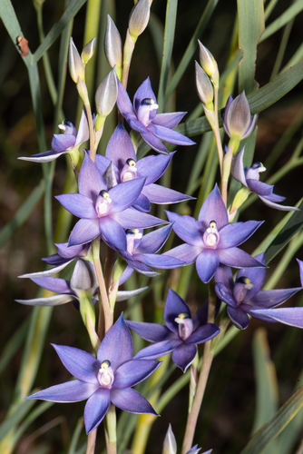 Thelymitra macrophylla Lindl.
