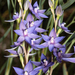 Scented Sun Orchid - Photo (c) Garin Taylor, some rights reserved (CC BY-NC), uploaded by Garin Taylor