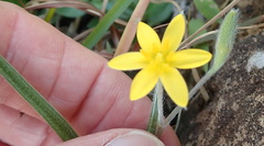 Hypoxis filiformis