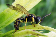 Cerceris ruficornis