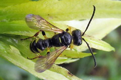 Cerceris ruficornis