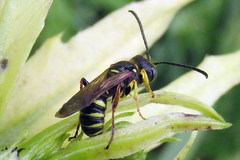 Cerceris ruficornis