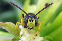 Cerceris ruficornis