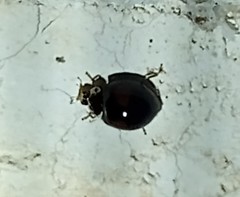 Olla