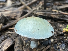 Stropharia