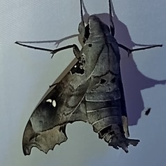 Madoryx oiclus