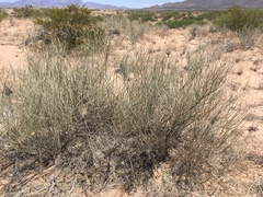 Psorothamnus scoparius