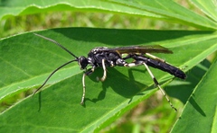 Cratichneumon sicarius