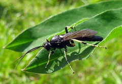 Cratichneumon sicarius