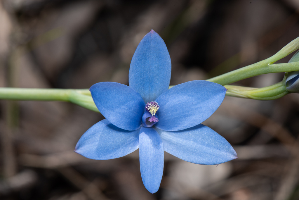 Blue Lady Orchid