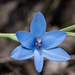 Blue Lady Orchid - Photo (c) Garin Taylor, some rights reserved (CC BY-NC), uploaded by Garin Taylor