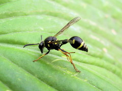 Eumenes coarctatus