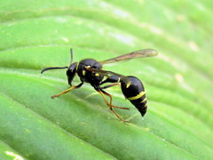 Eumenes coarctatus