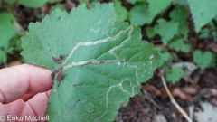 Phytomyza tigris