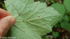 Phytomyza tigris