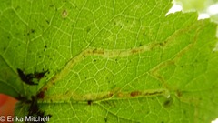 Phytomyza tigris