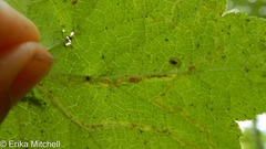Phytomyza tigris