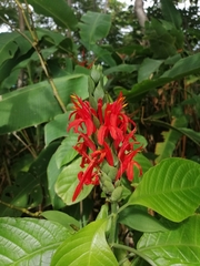 Pachystachys coccinea