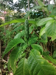 Pachystachys coccinea