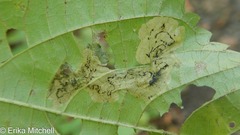 Agromyza diversa