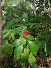 Pachystachys coccinea