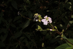 Chaetogastra gracilis